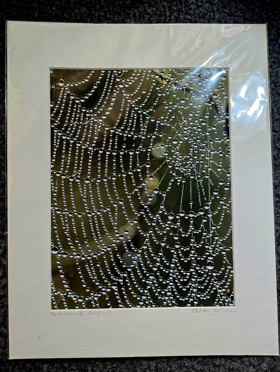 Other - Signed Spiderweb Photography Print Peter Tomlinson Nature Wall Art Matted Surrey